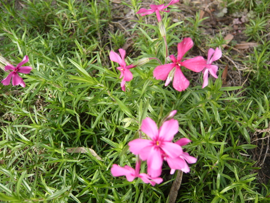 a0206332_9492360.jpg