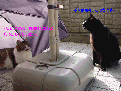 c0136736_19574262.gif