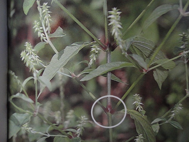 f0208737_841442.jpg