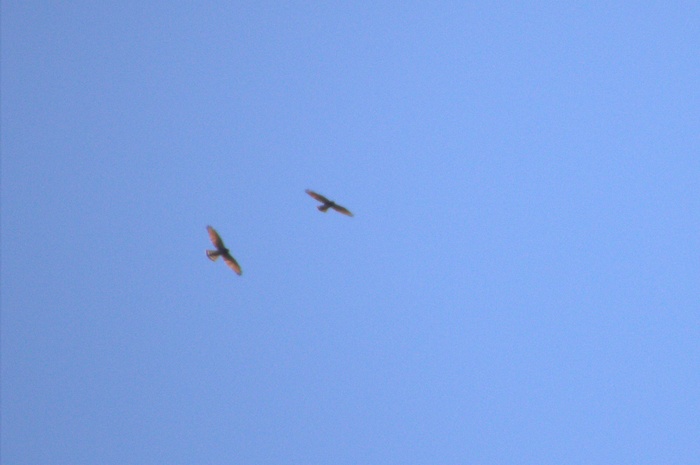 c0269342_15373293.jpg