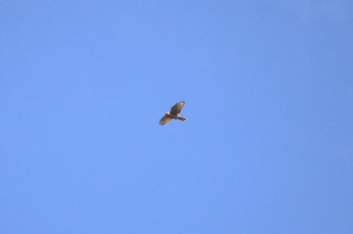 c0269342_15471421.jpg