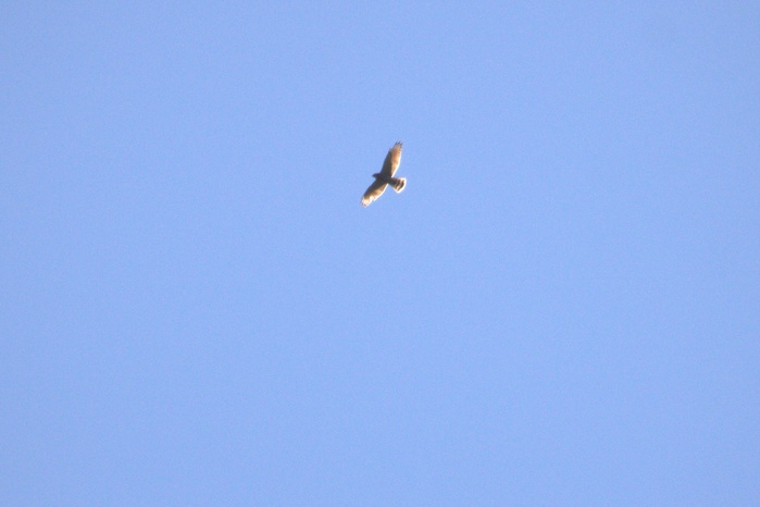 c0269342_16585216.jpg