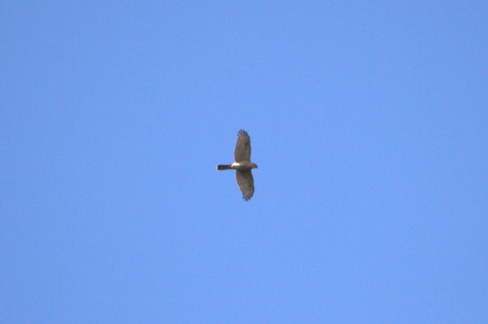 c0269342_1681578.jpg