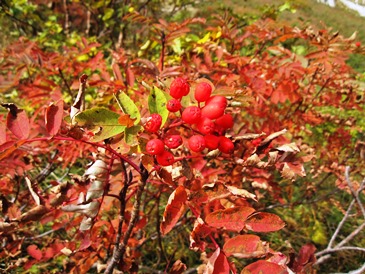 e0011145_21444863.jpg