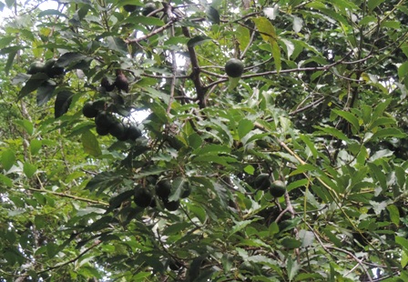 b0173754_14133160.jpg