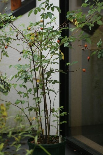 c0186463_17162475.jpg