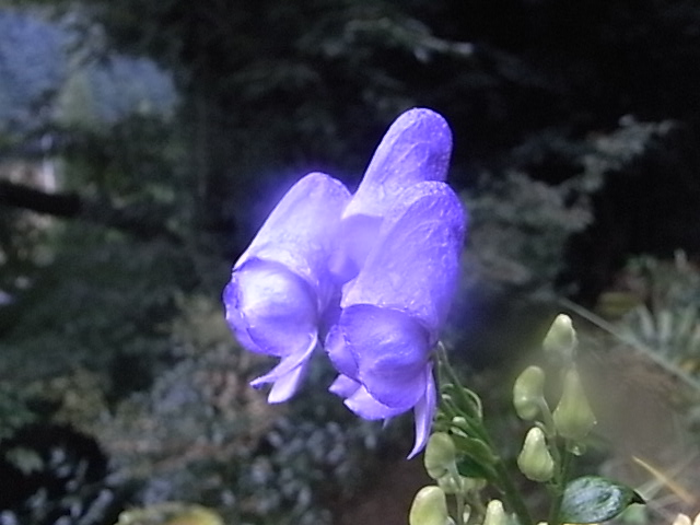 a0146070_6300100.jpg
