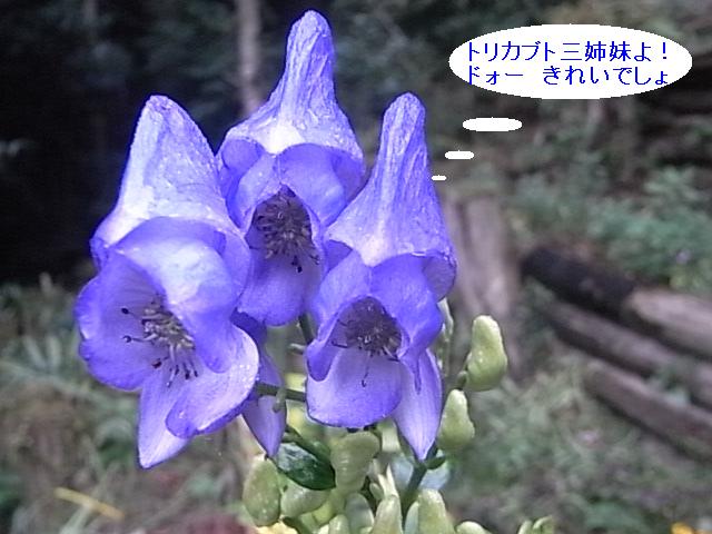 a0146070_6365415.jpg