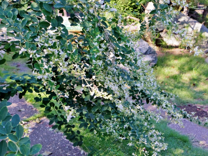 d0031171_8502884.jpg