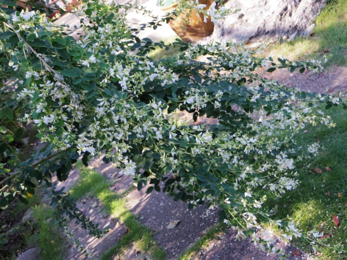 d0031171_8511862.jpg