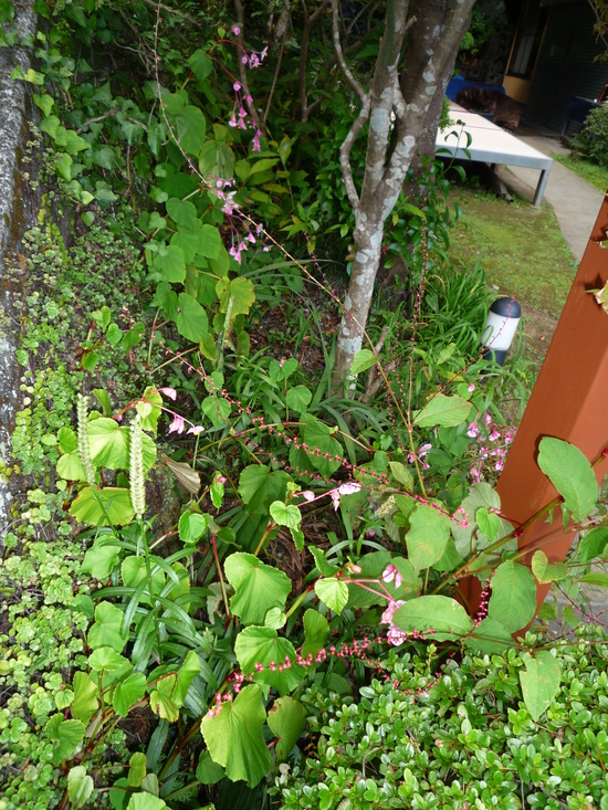 b0197486_1746676.jpg