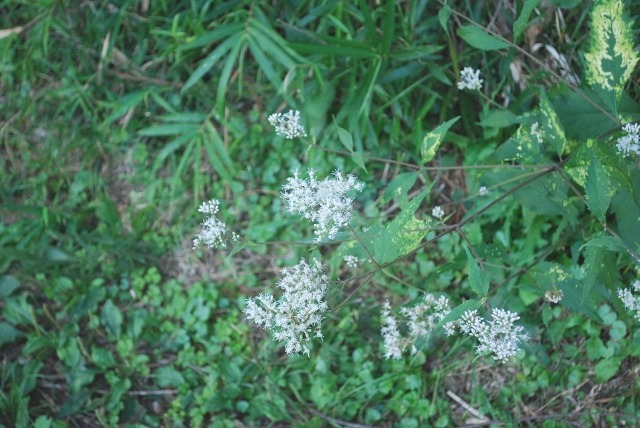 e0025300_21355348.jpg