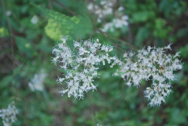 e0025300_21361244.jpg