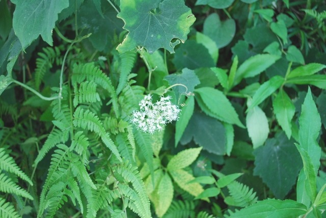 e0025300_2137491.jpg