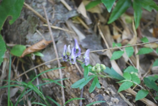 e0025300_21431630.jpg