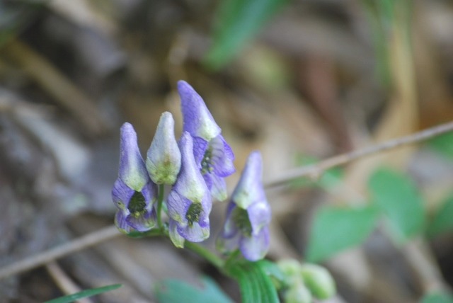 e0025300_21461969.jpg