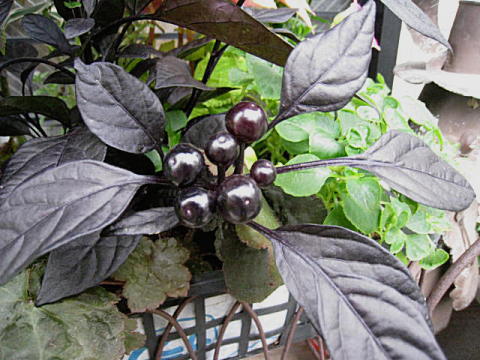 d0046702_2138036.jpg