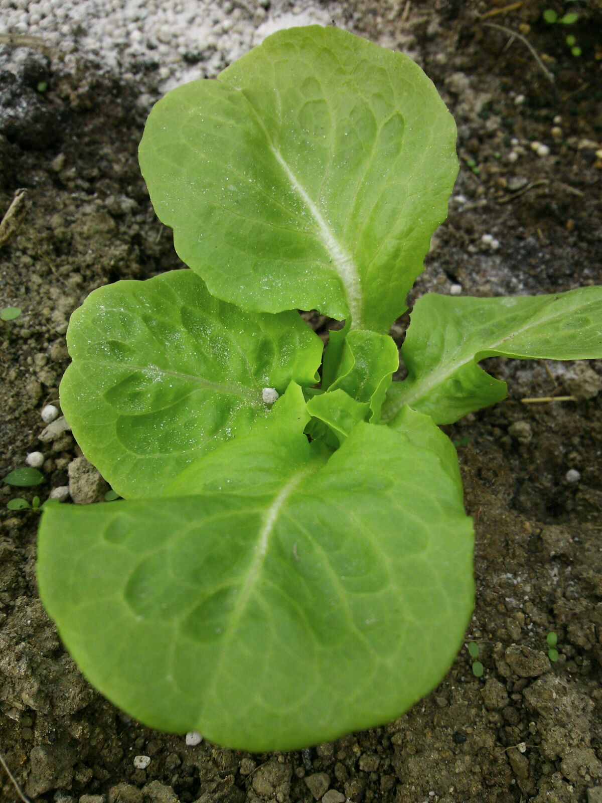 c0280206_5231916.jpg