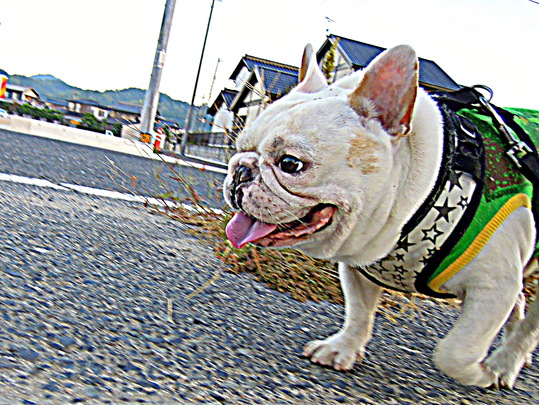 a0158613_11492784.jpg