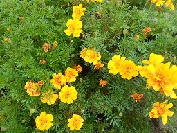 e0069234_65955100.jpg