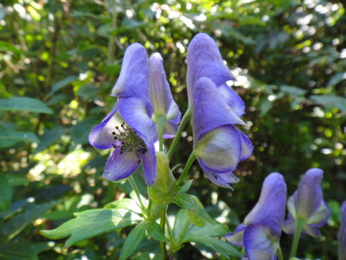 c0179351_1740297.jpg