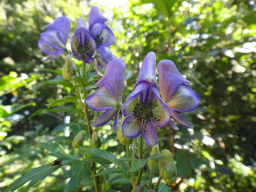 c0179351_17403866.jpg