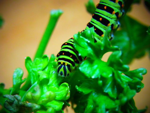b0238760_2442863.jpg