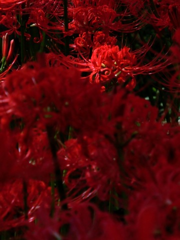 e0045768_22145222.jpg