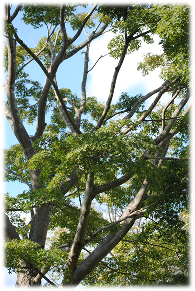 b0242873_0583138.png