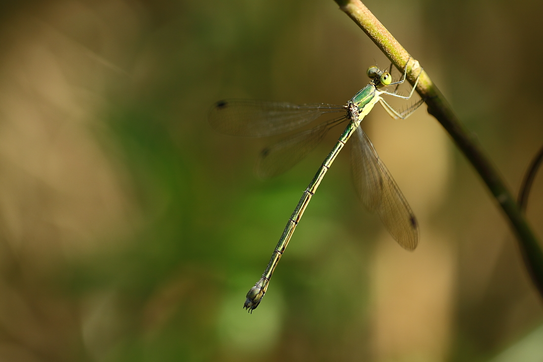 e0249878_21584353.jpg