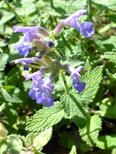 e0145782_17292374.jpg