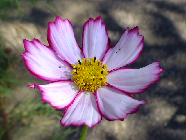 e0145782_17331271.jpg