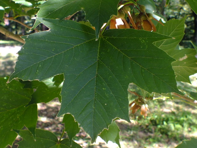 e0145782_17382020.jpg