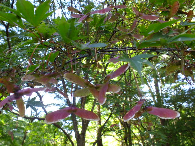 e0145782_17404316.jpg