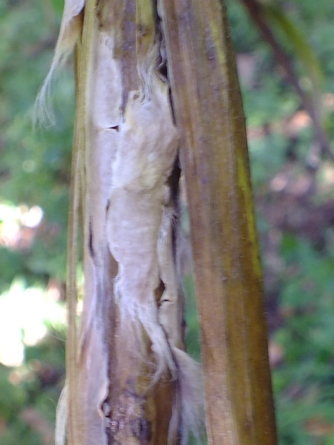 e0145782_17421299.jpg