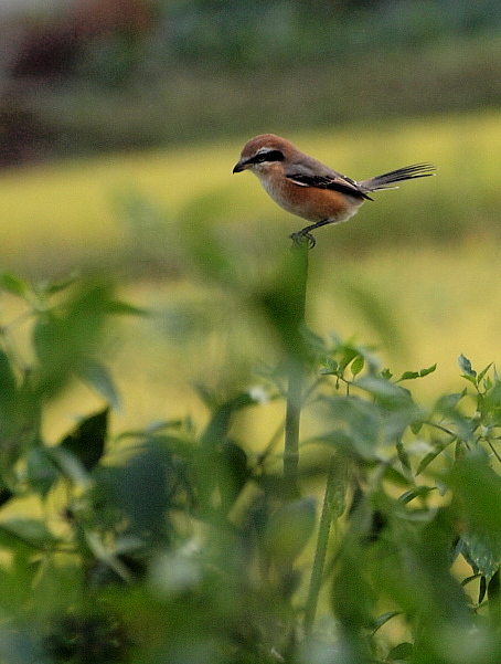 f0215964_9323273.jpg
