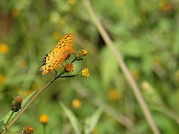 f0215964_9365635.jpg