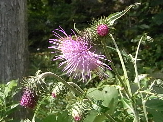 a0146070_5462487.jpg