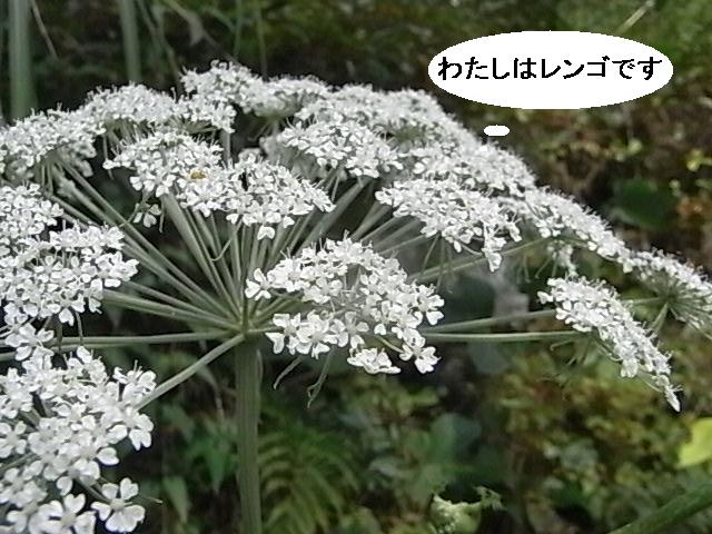 a0146070_5525098.jpg