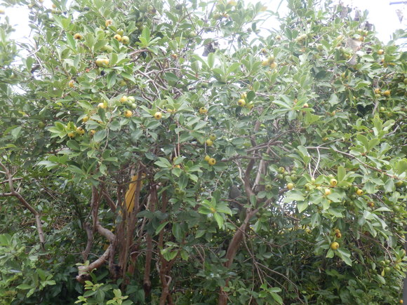 e0292172_20281672.jpg