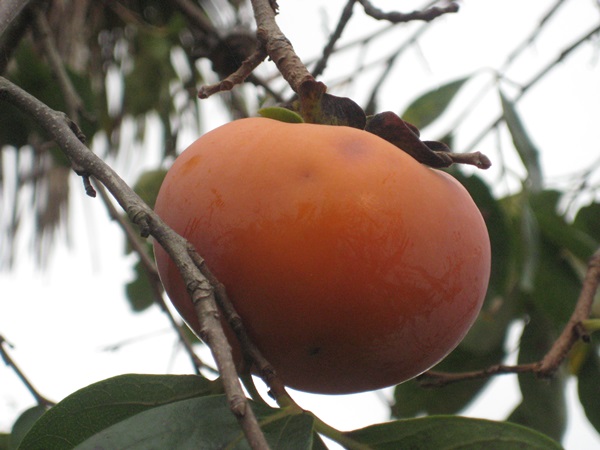 f0201297_932656.jpg