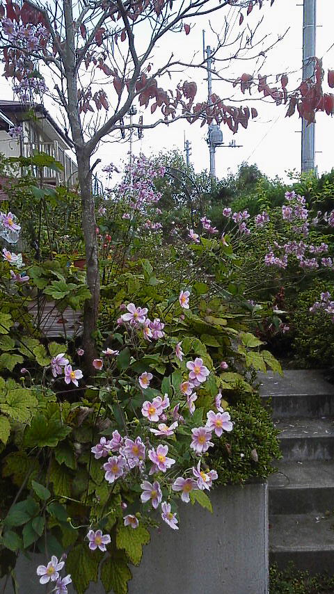 f0157414_15101576.jpg
