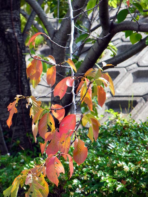 e0083517_0164130.jpg