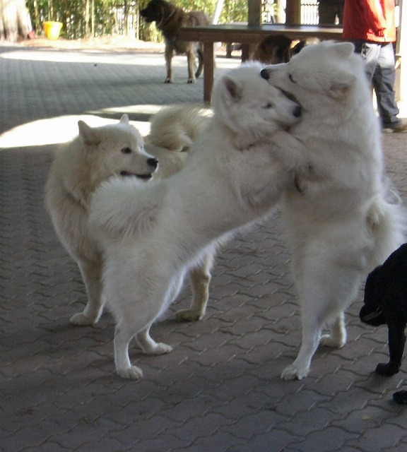 e0196135_22334178.jpg