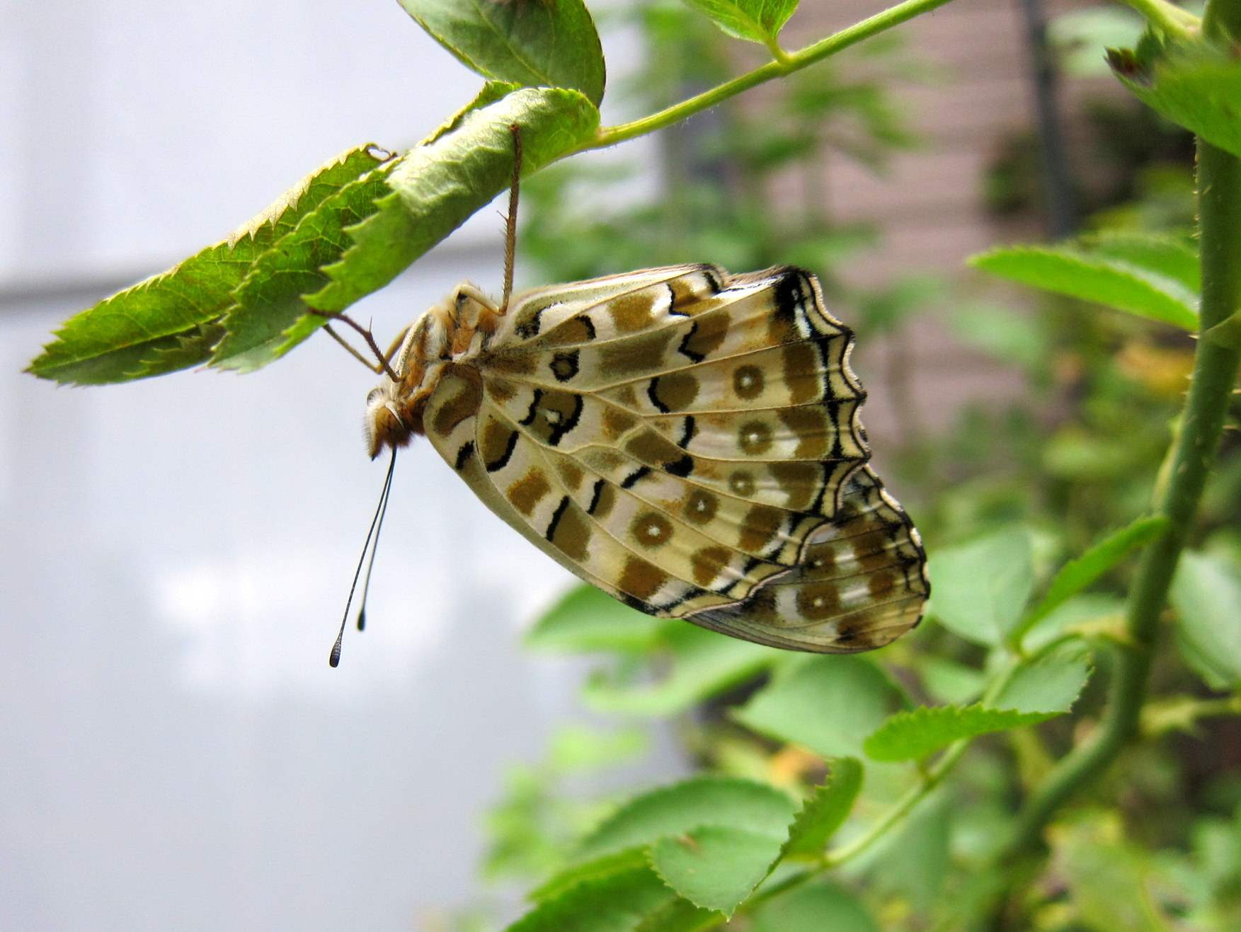 b0178339_16213059.jpg