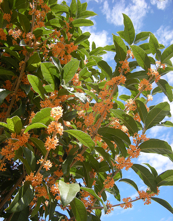 a0001354_20305258.gif
