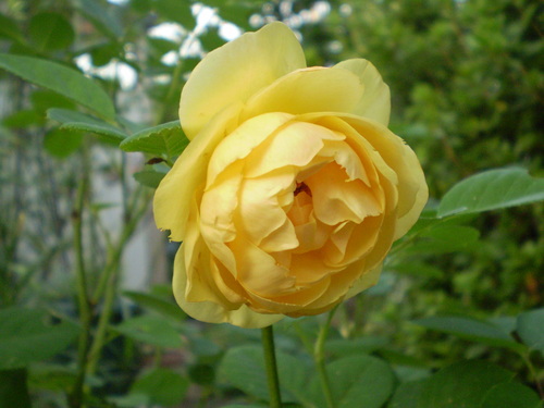 a0135990_22343148.jpg