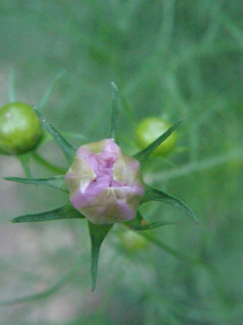 e0017396_23455573.jpg