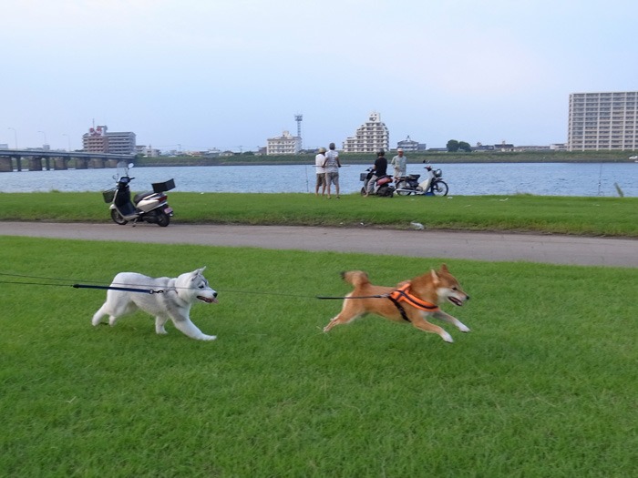 c0049299_18545758.jpg