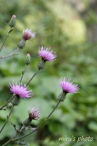 c0037519_0251936.jpg